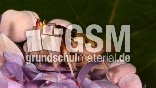 Orchideenmantis (1).jpg